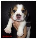 บีเกิ้ล Baby Bob of Beagle BARNEY (Male)