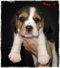 บีเกิ้ล May of Beagle OZ