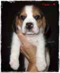 บีเกิ้ล Oscar of Beagle OZ  