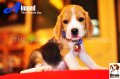 ลูกบีเกิ้ลคุณภาพจากบ้าน Miracle Beagle Kennel ตัวผู้ น้องอัลมอนด์ Almond^^