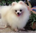 Millionaire Kennel: น้อง"Mary" แมรี่ น้องปอมหน้าหมีมาพร้อม เ พ็ ด ดี ก...