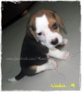 บีเกิ้ล Beagle OZ