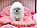 ตัวที่3/4ล่าสุด30มีนาคม2556!!!"WHITE POMERANIAN TOP GRADEหน้าหมี"เพศผู...