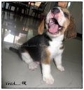 บีเกิ้ล Beagle FLINSTONE