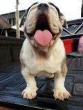 ขายลูก Bulldog สวยๆ โครงสร้างดี สายเลือดดี เป็นลูกสาวไทยแชมป์ TIMBER มีใบเพ็ดรับ...