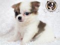 ♥ Chihuahua Female Long Coat ขาวน้ำตาล ♥