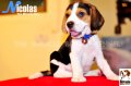 ลูกบีเกิ้ลคุณภาพจากบ้าน Miracle Beagle Kennel ตัวผู้ น้องนิโคลัส Nicolas^^