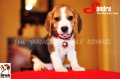 ลูกบีเกิ้ลคุณภาพจากบ้าน Miracle Beagle Kennel ตัวเมีย น้องซานดร้า Sandra^^