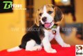 ลูกบีเกิ้ลคุณภาพจากบ้าน Miracle Beagle Kennel ตัวเมีย น้องบริทนีย์ Britney^^  