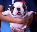 ขายลูกบูลด็อกสวย ผู้4เมีย3 bulldog puppies femel 3 Mel 4 46 day