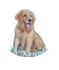 TN Kennel_จำหน่ายลูกสุนัขโกลเด้น รีทีฟเวอร์เกรดคุณภาพ และมีพ่อพันโครงสร้างสวยรับ...