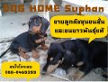 อัพเดทใหม่ ลูกดัชชุนขนสั้นและขนยาว ถูกใจจัดให้ ส่งฟรีถึงบางใหญ่