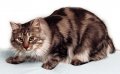 Farmsukcatman ( farmsukcats Cattery ) เปิดจองเด็กๆนำเข้าจากต่างประเทศ สายพันธ์ B...