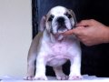 ขายลูกสุนัข BullDog เพศผู้***ปิดการขายแล้วค่ะ