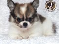 ♥♥ Chihuahua Female Long Coat ขาวน้ำตาล ♥♥