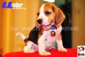 ลูกบีเกิ้ลคุณภาพจากบ้าน Miracle Beagle Kennel ตัวผู้ น้องอันเดอร์ Under^^