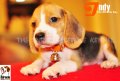 ลูกบีเกิ้ลคุณภาพจากบ้าน Miracle Beagle Kennel ตัวผู้ น้องอินดี้ Indy^^