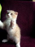 Scottish fold หาบ้านค่าาา =^.^=