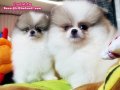 สุดยอดๆๆFANCY T-CUP POMERANIAN TOP GRADEหน้าหมี"สายเลือดดีพ่อแม่นำเข้ารับปร...