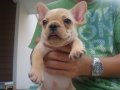 -------FRENCH BULLDOG------ตัวเมีย มีเพ็ดฯสมาคม***(ขายแล้วครับ)