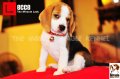 ลูกบีเกิ้ลคุณภาพจากบ้านMiracleBeagle Kennel ตัวเมีย น้องเลชเช่