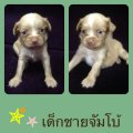 เปิดจอง น้องจัมโบ้ ชิวาวา เพศผู้