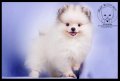 Nuntalit Pomeranian Farm จำหน่ายสุนัขพันธุ์ปอมเมอเรเนียน 