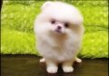 คลอกใหม่ๆ"WHITE AND CREAM T-CUP POMERANIAN "เพศเมียสายเลือดดีพ่