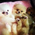  คลอกใหม่ๆ**POMERANIAN ORANGE SABLE AND CREAM**ผู้และเมียสายเลื