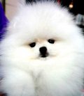  พ่อแม่พันธุ์ปอมขาวนำเข้าเอง"IMPORT WHITE POMERANIAN TOP GRADE 