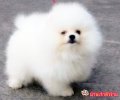 เทพๆ"WHITE POMERANIAN TOP GRADE หน้าหมี"สายเลือดดีพ่อแม่นำเข้าร