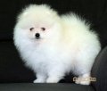 สวยๆเทพๆ"WHITE POMERANIAN TOP GRADE หน้าหมี"สายเลือดดี