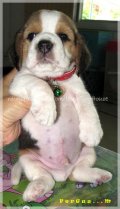 บีเกิ้ล FERGUS of Beagle BRAVE