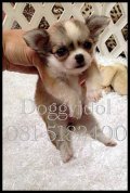 ลูก Chihuahua ขนยาว T-Cup ** เพ็ดดีกรีเต็มใบ & รับบัตรเครดิต **