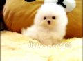 คลอกใหม่T-CUPไซด์จี๋ว"WHITE POMERANIANยืนบนมือได้3เดือน