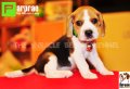 ลูกบีเกิ้ลคุณภาพจากบ้านMiracle Beagle Kennel ตัวเมีย น้องผ้าแพร