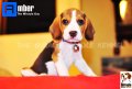 ลูกบีเกิ้ลคุณภาพบ้าน Miracle Beagle Kennel ตัวผู้ น้องแอมเบอร์