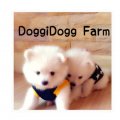 DoggiDogg Farm จำหน่าย ปอม อายุ 50-60 วัน ทุกเพศทุกไซค์ทุกสี