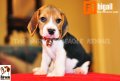 ลูกบีเกิ้ลคุณภาพบ้าน Miracle Beagle Kennel ตัวเมีย น้องอบิเกล