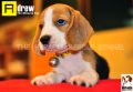 ลูกบีเกิ้ลคุณภาพบ้าน Miracle Beagle Kennel ตัวผู้ น้องแอนดริว