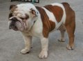 ขายพ่อพันธ์ BULLDOG อายุประมาณ 2 ปีกว่าเป็นลูก อเมริกันแชมร์