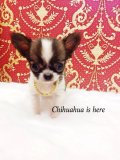 [Chihuahua Is Here] หน้าสั้นนสุดๆ t-cup เกรดพรีเมี่ยม (SOLD)