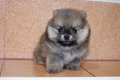 CUTE POMERANIAN ! จำหน่ายลูกสุนัขปอมเพศชาย เกรดสวย (มีคลิป)