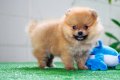 CUTE POMERANIAN ! จำหน่ายลูกสุนัขปอมเพศเมีย 1X,XXX !! (มีคลิป)