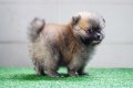 CUTE POMERANIAN ! จำหน่ายลูกสุนัขปอมเพศเมีย t-cup 1X,XXX !! (มีคลิป)