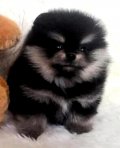 คลอกใหม่ๆเพศผู้"BLACK&TAN POMERANIAN TOP GRADE หน้าหมี"