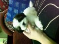 ShihTzu-Boy-C ชิสุทอยผู้อย่างซนสุดแสบพร้อมย้ายบ้านครับ