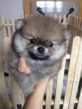 CUTE POMERANIAN ! จำหน่ายลูกสุนัขปอมเพศชาย เกรดสวย (มีคลิป) 