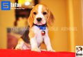 ลูกบีเกิ้ลคุณภาพบ้าน Miracle Beagle Kennel ตัวผู้ น้องสเตฟาน