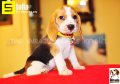 ลูกบีเกิ้ลคุณภาพบ้าน Miracle Beagle Kennel ตัวเมีย น้องสเตลล่า 